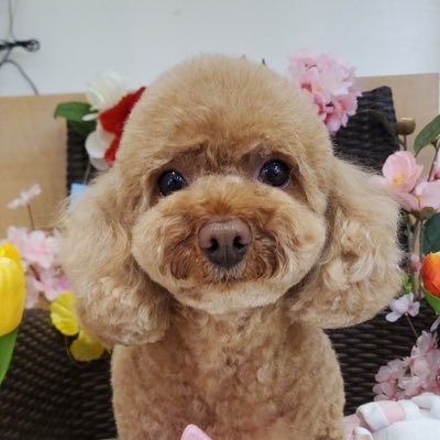 小倉唯ちゃん単推し(ゆいこむ社員)。HR/HMとプリキュアも好きです🤟初めましての方もお久しぶりの方もどうぞ宜しくお願いします。 飼犬:ここな(トイプードル♀) 。またドラム始めました。国産カブトムシ飼育しています。