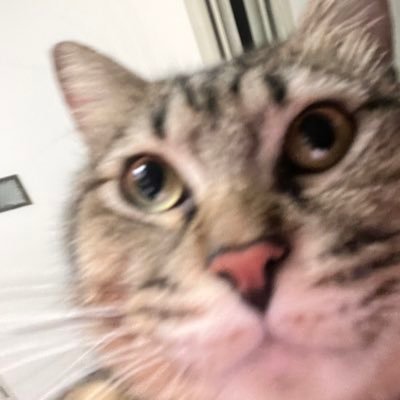 chompieeyaa's profile picture. Nonsense