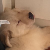 มันนี่เป็นโกลเด้นหูเล็ก 🐶 (@moneymoniedog) 's Twitter Profile Photo มันนี่เป็นโกลเด้นหูเล็ก 🐶 (@moneymoniedog) 's Twitter Profile Photo