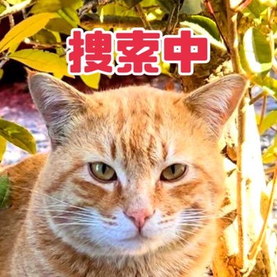 見てくれてありがとうございます🙏2023年12月31日に行方不明になった 庭猫くりたん を探しています🐈⸒⸒⸒⸒ 2022年7月からほぼ毎日我が家の庭に帰宅していた野良猫でしたが、沢山お喋りしたり、手からちゅーる食べたり、家の中に少し入ってくるようになったので、穏便に家猫として招き入れようと思ってた矢先です。