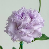 식물일기🌱쁴 (@q1plants) 's Twitter Profile Photo