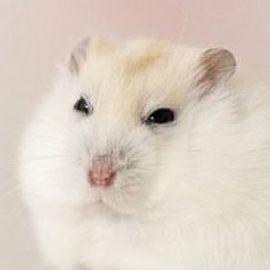 KygwazaSin's profile picture. I'm not bot bro, I just follow and like to support,