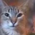 Bloop (@z0nkked) Twitter profile photo Bloop (@z0nkked) Twitter profile photo