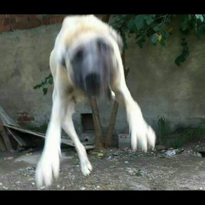 komutanlogar133's profile picture. 