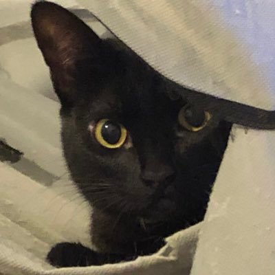 fe96646492's profile picture. 💛🖤💛🖤