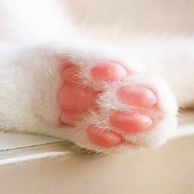 iwaniakogarete's profile picture. 