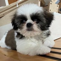 ちょん吉 (@qz_urm) 's Twitter Profile