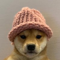 DogwifhatFan (@dogwif_solana) 's Twitter Profile Photo
