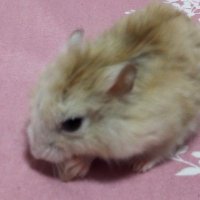 なまけもの (@abcauka) 's Twitter Profile Photo なまけもの (@abcauka) 's Twitter Profile Photo