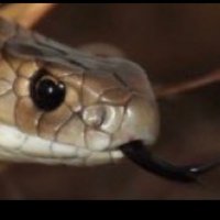 Bogan Snake (@bogan_feet) 's Twitter Profile