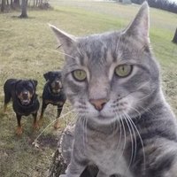 PersonnaNonGrata (@compotezer) 's Twitter Profile