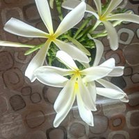 Amarjit singh Narula (@amarholistic) 's Twitter Profile Photo Amarjit singh Narula (@amarholistic) 's Twitter Profile Photo