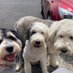 Sharon Tuite (@sharon_tuite) Twitter profile photo Sharon Tuite (@sharon_tuite) Twitter profile photo