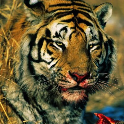 tigressさんのプロフィール画像