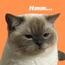 Hmmcat (@hmmkitty) Twitter profile photo Hmmcat (@hmmkitty) Twitter profile photo