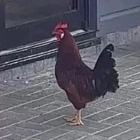 thesecondglaboz's profile picture. 🇮🇶that god damn iraqi ديج🇮🇶