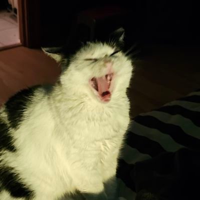 Developer Ballad of the Pistolero, Flames of Freedom https://t.co/EeEZ9UJxy0 (He/Him) Lover of boxed text. Kitten dad, Emmy winning morning news editor.