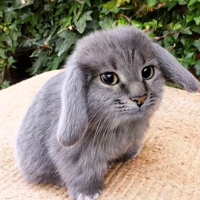 AndyCapec's profile picture. Ok