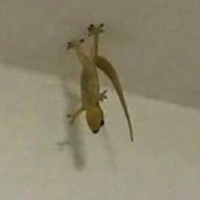 maddsrosse's profile picture. 