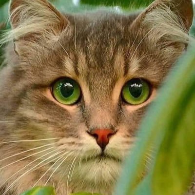 Xochilt_Taxi's profile picture. En este perfil no aplaudimos al gobierno, vigilamos, denunciamos, defendemos a los animales, cuidamos el medio ambiente y tomamos café.