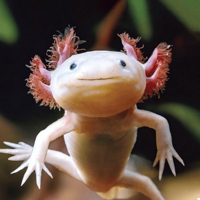 infdre's profile picture. 25