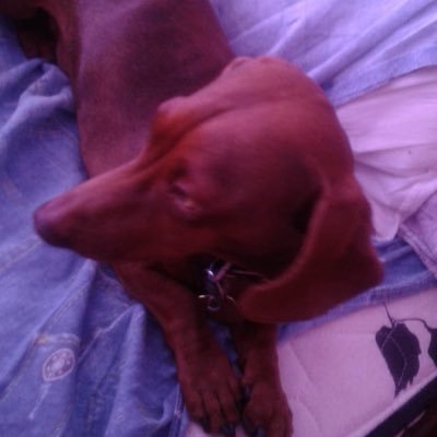 yuyo9's profile picture. perritus salchichas