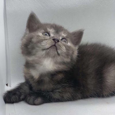 raw30r's profile picture. rawan211474