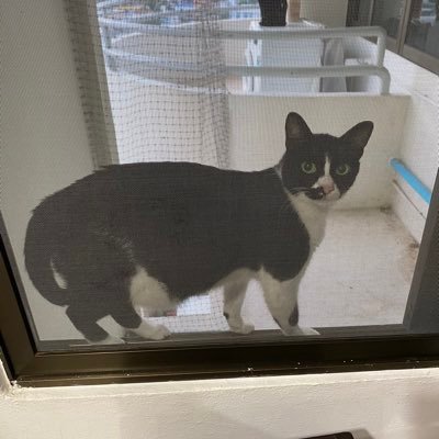 cat_jpow's profile picture. 