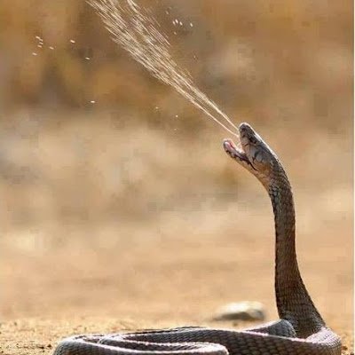 kulkapankaj's profile picture. 