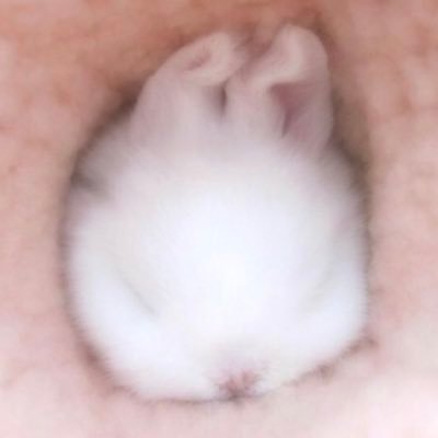 nube ꒰ᐢ⸝⸝• ·̭ •⸝⸝ᐢ꒱ baby bunny ♡ ⋆。˚ ✧ ⠄⠂⠁⠁⠂⠄⠄⠂⠁⠁⠂⠄⠄⠂⠁⠁⠂⠄ ⠄⠂⠁⠁⠂⠄⠄ ⠂⠁⠁⠂⠄⠄⠂ i’m sorry if i don’t reply, i’m too shy to talk sometimes ૮(ˊ ᵔ ˋ)ა ¹⁹