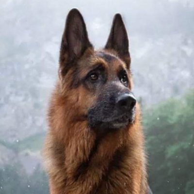 BPShepherd's profile picture. 