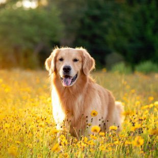 AlanaTauai21009's profile picture. Home styling & Decor & My home & daily finds