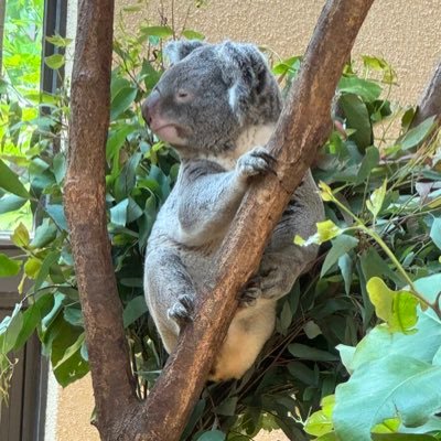 Sofmap_kousiki's profile picture. 