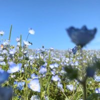 舞音 (@maon_ogn) Twitter profile photo