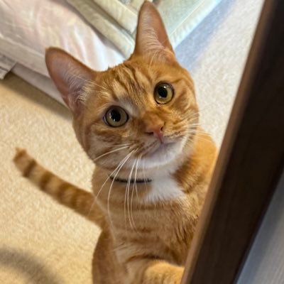 🐱らぐ🐱さんのプロフィール画像