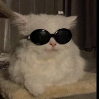 Pookie (@pookietrader) 's Twitter Profile