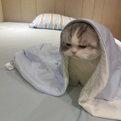 takaminnnn39's profile picture. グロスを愛するブライトンサポです