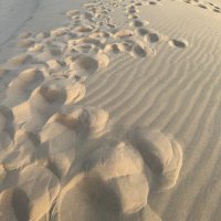 Çölde bir kum tanesi (@mansamusaeco) Twitter profile photo