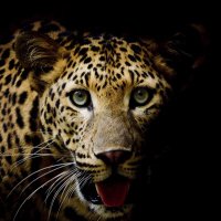 𝐀 . (@amehaizea) 's Twitter Profile