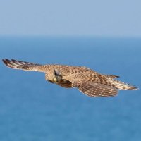 nimo (@nimouzia24216) 's Twitter Profile