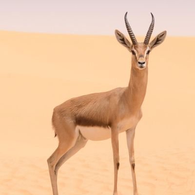 dky_0029's profile picture. हिन्दू ⛳