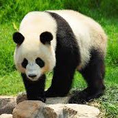 Pandalove12345_'s profile picture. 