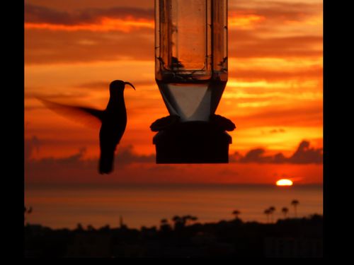 ジャン・マルク