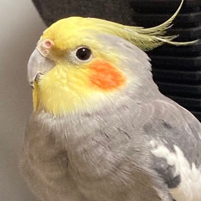 とてちさんのプロフィール画像