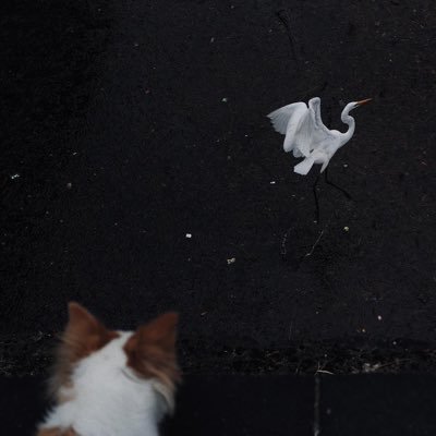 Lululupopo's profile picture. ✖️