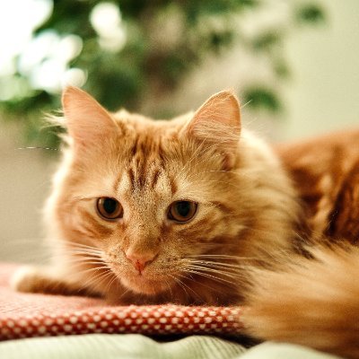 zaknesler's profile picture. 
