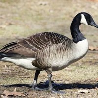 Yapple 🔞 (@goofy616761294) 's Twitter Profile