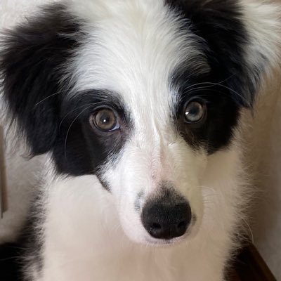 8pNge's profile picture. #ズズ #Among Us実況者  #マイクラ実況者