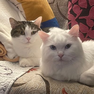 Niko2cats