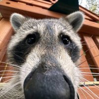 GVLLOM (@gvllom) 's Twitter Profile Photo